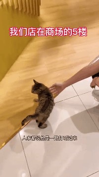 刚过完年就自己去猫咖应聘上班？这只流浪猫也太有上进心