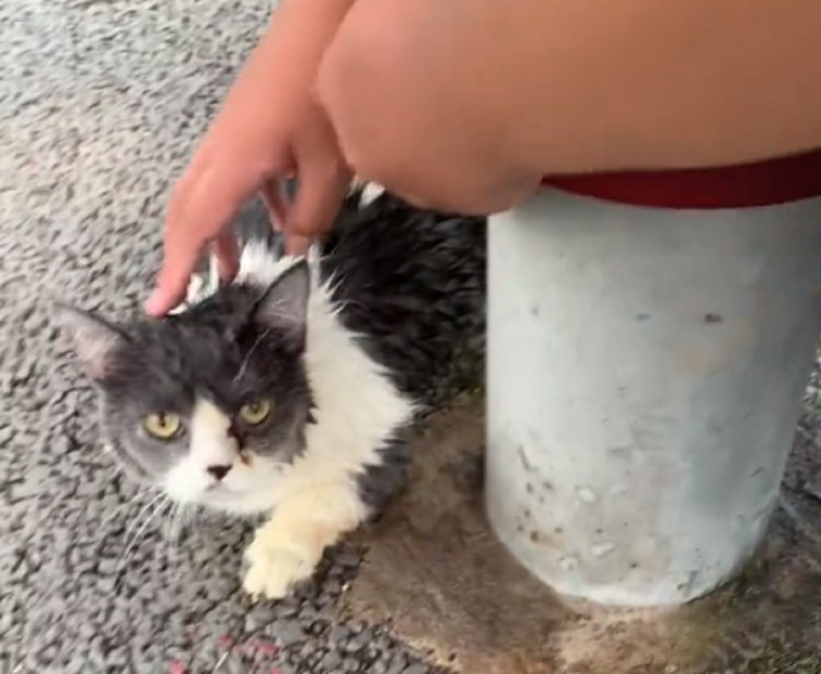 广西：也许是最好的选择，在暴雨中被小孩守护的猫咪，完成了完美的蜕变