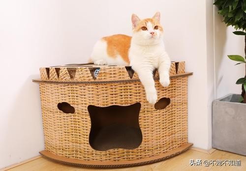 猛男养猫：这才是猫主子该拥有的小房间呀