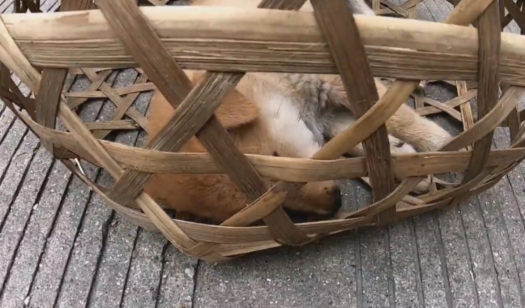 广西：呆萌狗狗笼子里装睡，以为这样不会被卖，被抓出来后竟尿了
