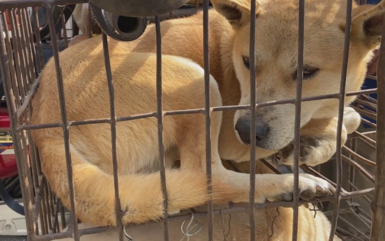 广西：大哥花七百从狗肉车解救了只狗狗，没想到竟是猎犬的好苗子