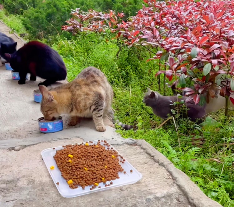 为何流浪的宠物猫命运更加悲惨？看看这只蓝猫，你就知道了